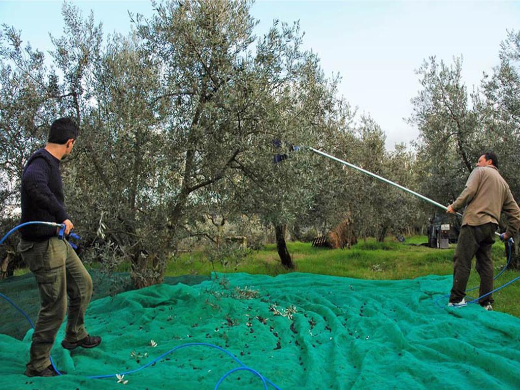 Agriturismo Borgo Dell'Aschetto Marina di Cerveteri Pokój zdjęcie