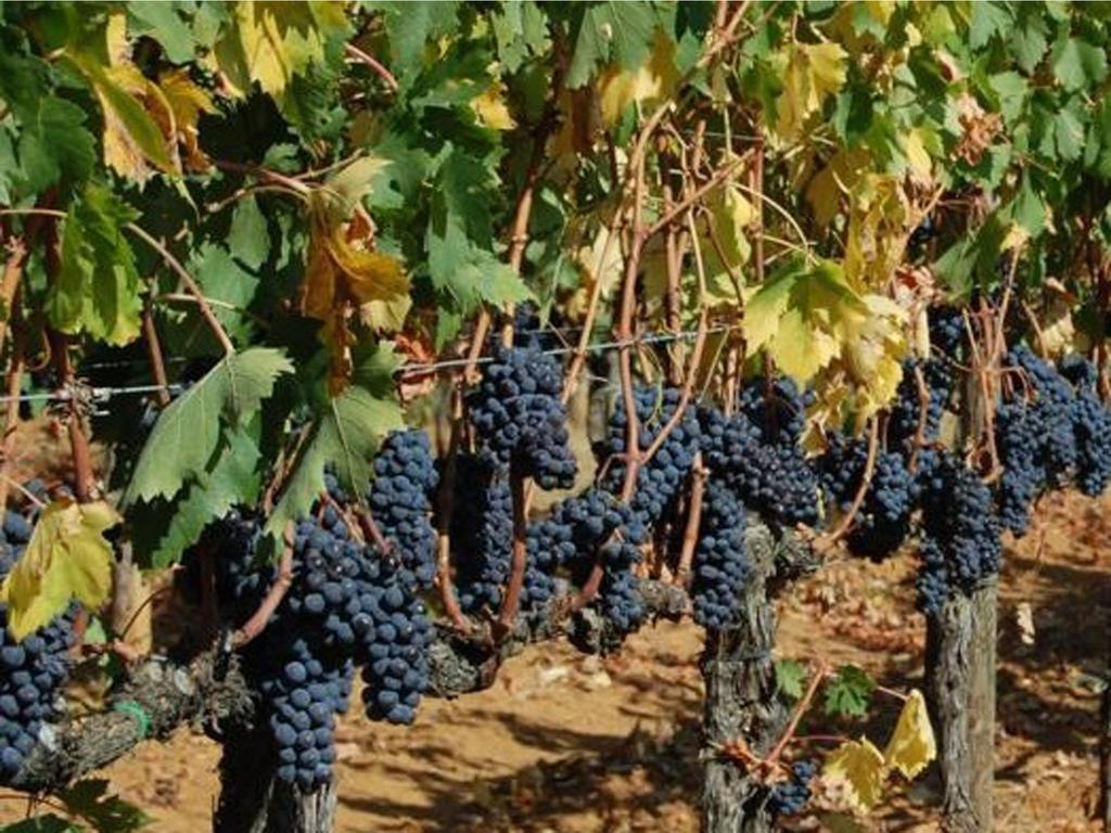 Agriturismo Borgo Dell'Aschetto Marina di Cerveteri Pokój zdjęcie